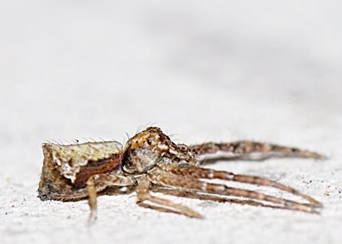 Tmarus sp.